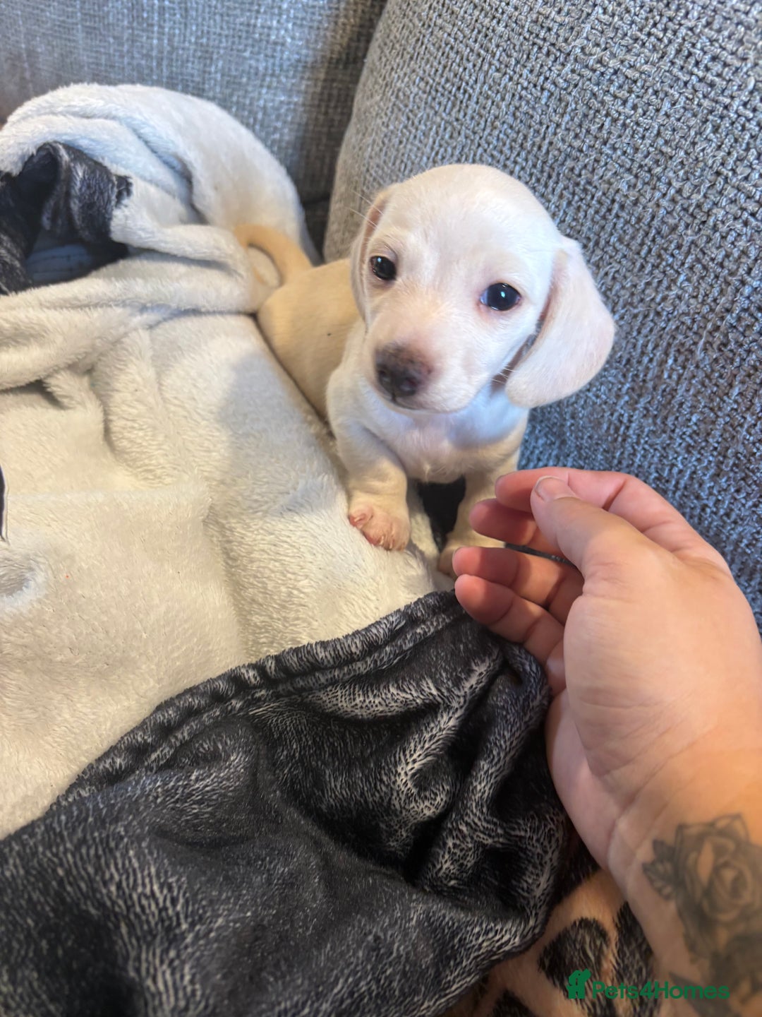 Miniature Dachshund dogs for sale: Cream miniature dachshunds  - Advert 17