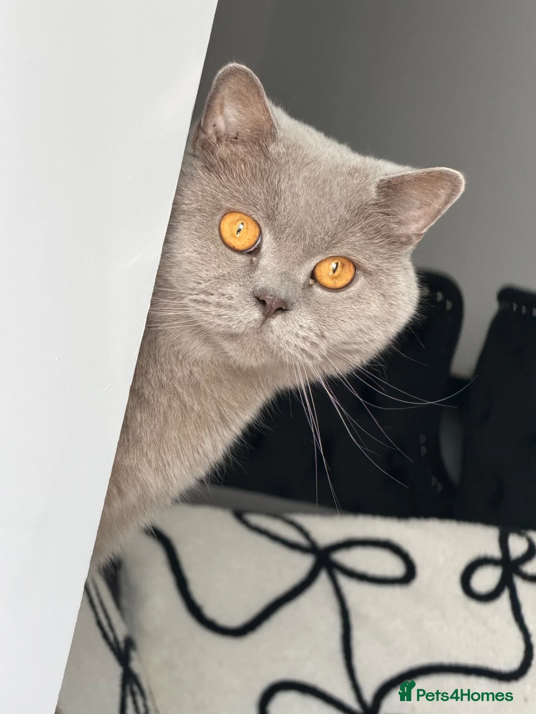 British Shorthair cats for sale: Lilac male British shorthair  - Advert 1