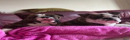 English Bulldog dogs for sale: Blue nicknamed Teacake - Advert 4