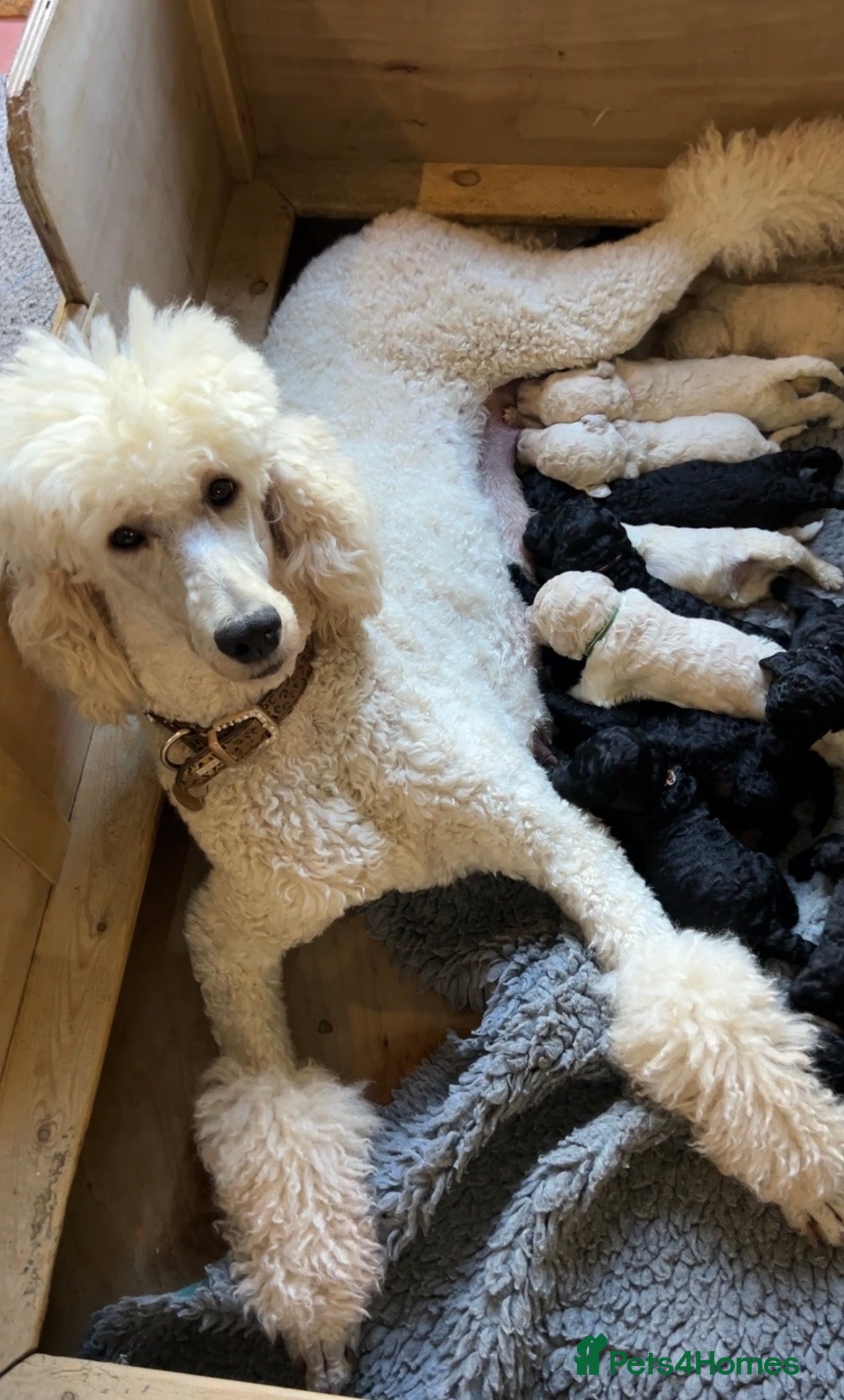 Standard Poodle dogs Beautiful White Boy available  - Advert 1