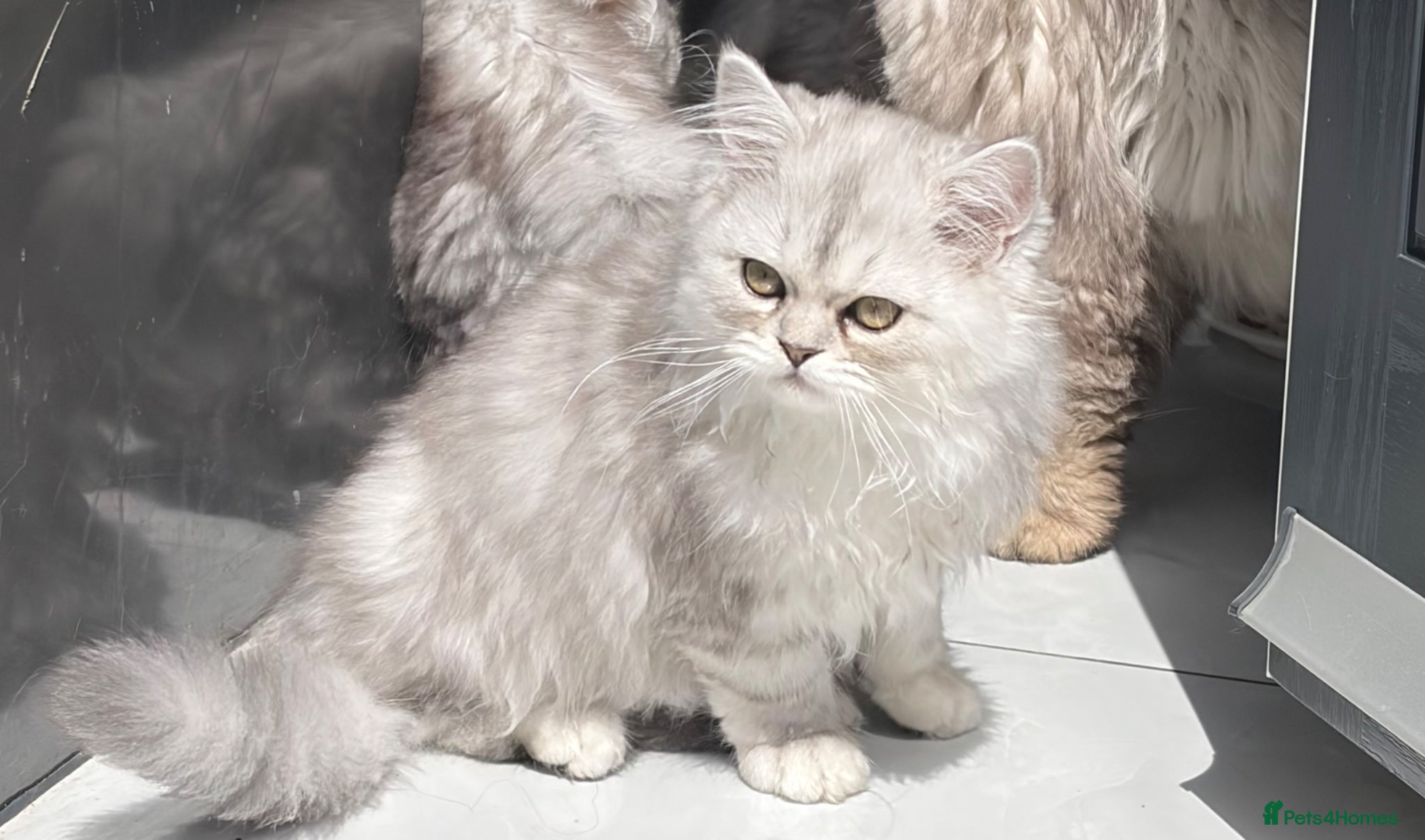 Persian cats 2 Beautiful Persian kittens  - Advert 9