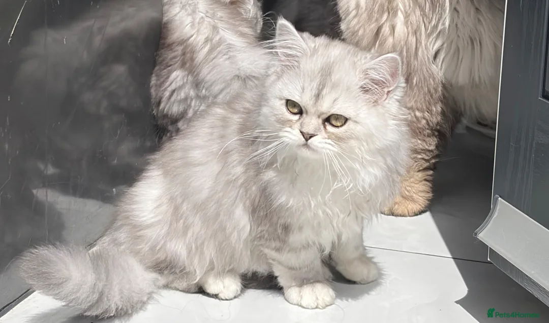 Persian cats for sale: 2 Beautiful Persian kittens  - Advert 1