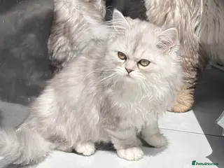 Persian cats 2 Beautiful Persian kittens - Advert 9