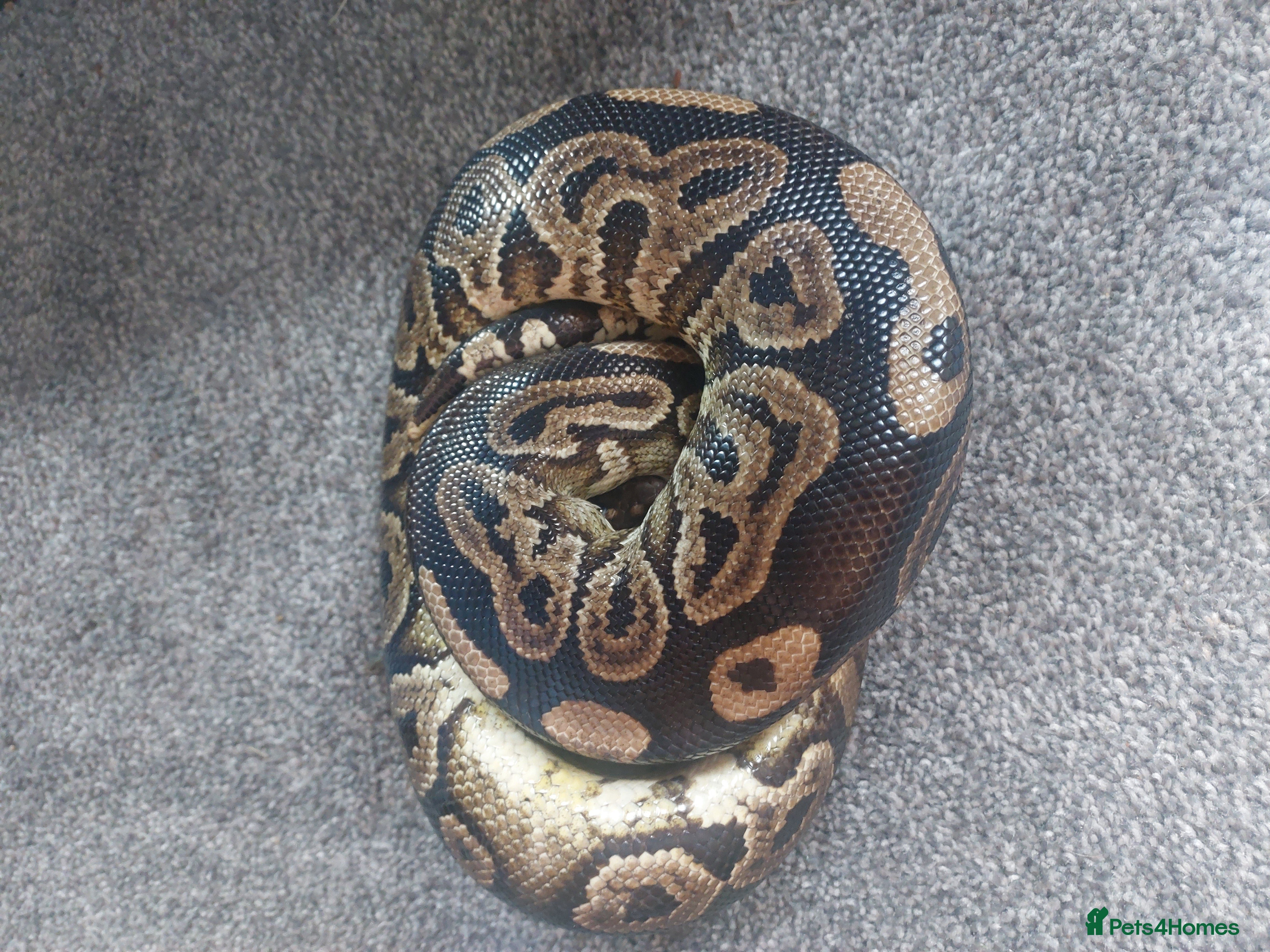Python Snake reptiles Ball python with full set up - Advert 14