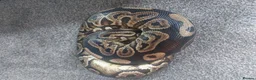 Python Snake reptiles for sale: Ball python with full set up in Manchester - Advert 1