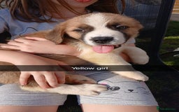Saint Bernard dogs for sale: Saint Bernard puppies  - Image 23