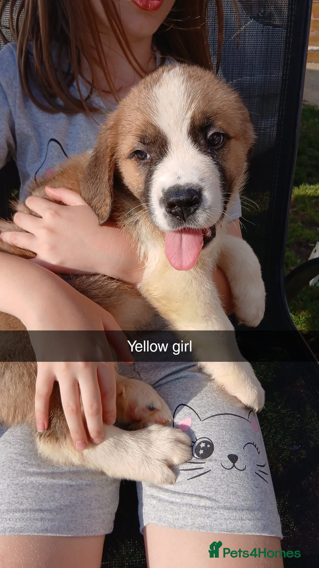 Saint Bernard dogs for sale: Saint Bernard puppies  - Image 23