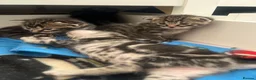 Mixed Breed cats for sale: Mixed bengal kittens  - Advert 3