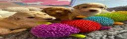 Cavapoo dogs for sale: 1 beautiful female Cavapoo pup available to view - Advert 9