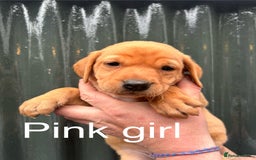 Labrador Retriever dogs for sale: Yellow/red Labrador puppies  - Image 8