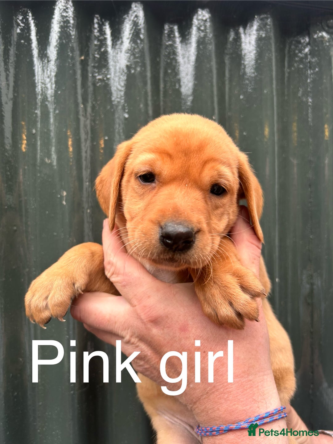 Labrador Retriever dogs for sale: Yellow/red Labrador puppies  - Image 8