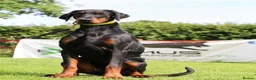 Dobermann dogs for sale: REPUTABLE DOBERMANN BREEDER - Advert 2
