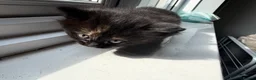 Mixed Breed cats for sale: 2 beautiful kittens for sale  - Advert 3