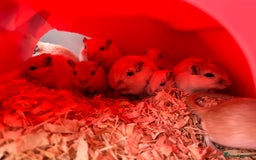 Gerbil rodents for sale: adult & baby gerbils for sale - Image 8