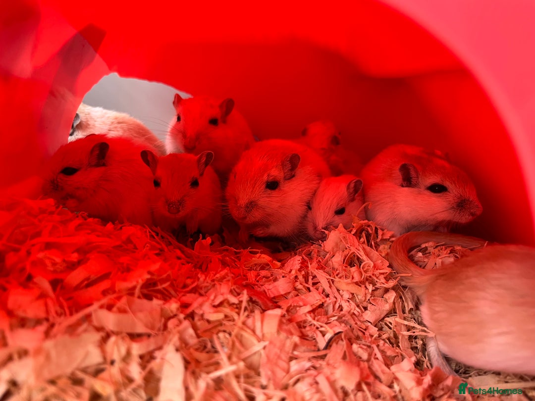 Gerbil rodents for sale: adult & baby gerbils for sale - Image 8