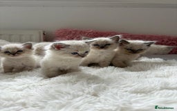 Ragdoll cats for sale: ✨ Blue pointed Ragdoll Kittens – Ready Soon ✨ - Image 5