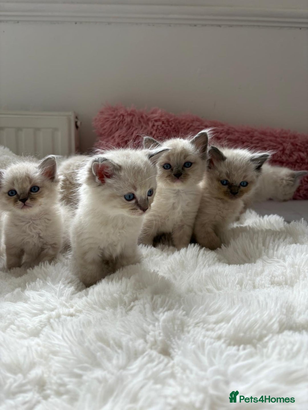 Ragdoll cats for sale: ✨ Blue pointed Ragdoll Kittens – Ready Soon ✨ - Image 5