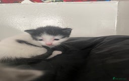 Domestic Shorthair cats for sale: Last lovely little female kitten - Image 5