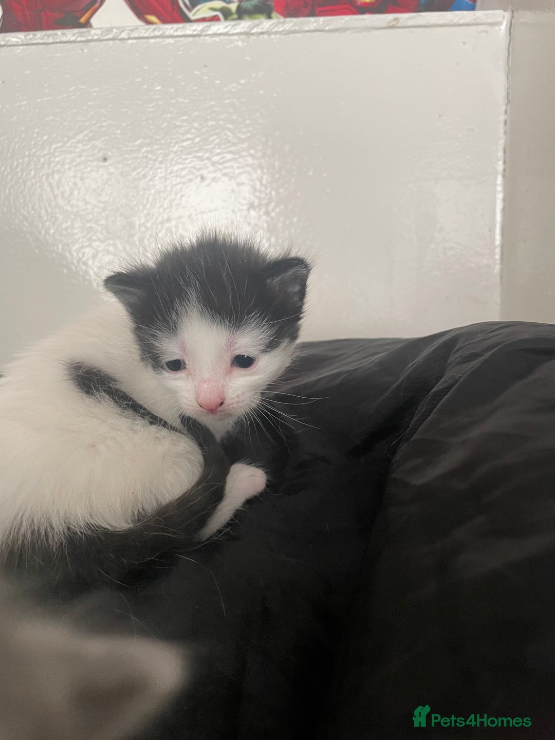 Domestic Shorthair cats for sale: Last lovely little female kitten - Image 5