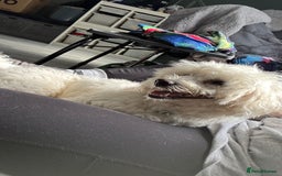 Mixed Breed dogs for sale: Lovely Maltichon Boy looking for a loving home  - Image 3