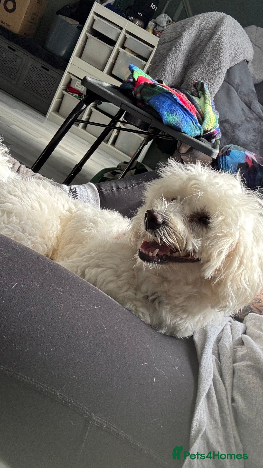 Mixed Breed dogs for sale: Lovely Maltichon Boy looking for a loving home  - Image 3