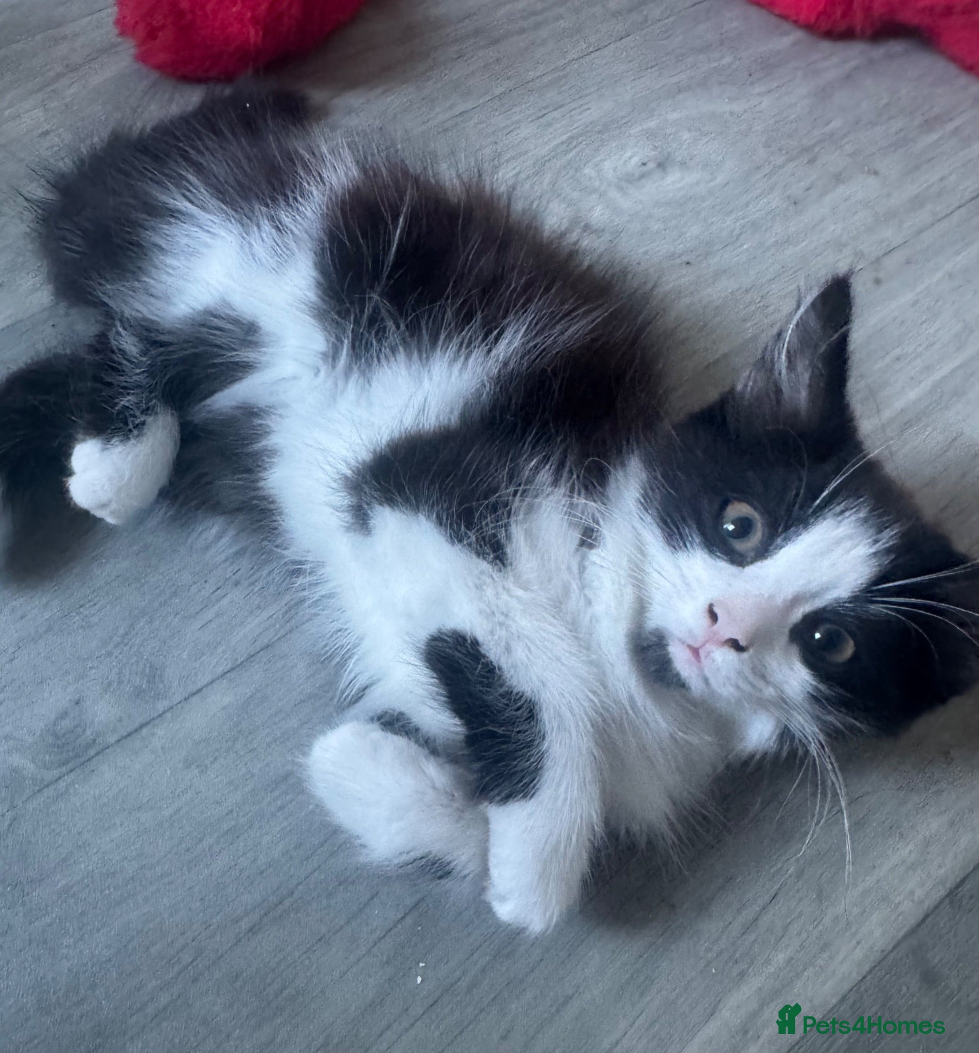 Mixed Breed cats Fluffy black & white male kitten  - Advert 2