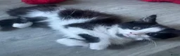 Mixed Breed cats for sale: Fluffy black & white male kitten  - Advert 1