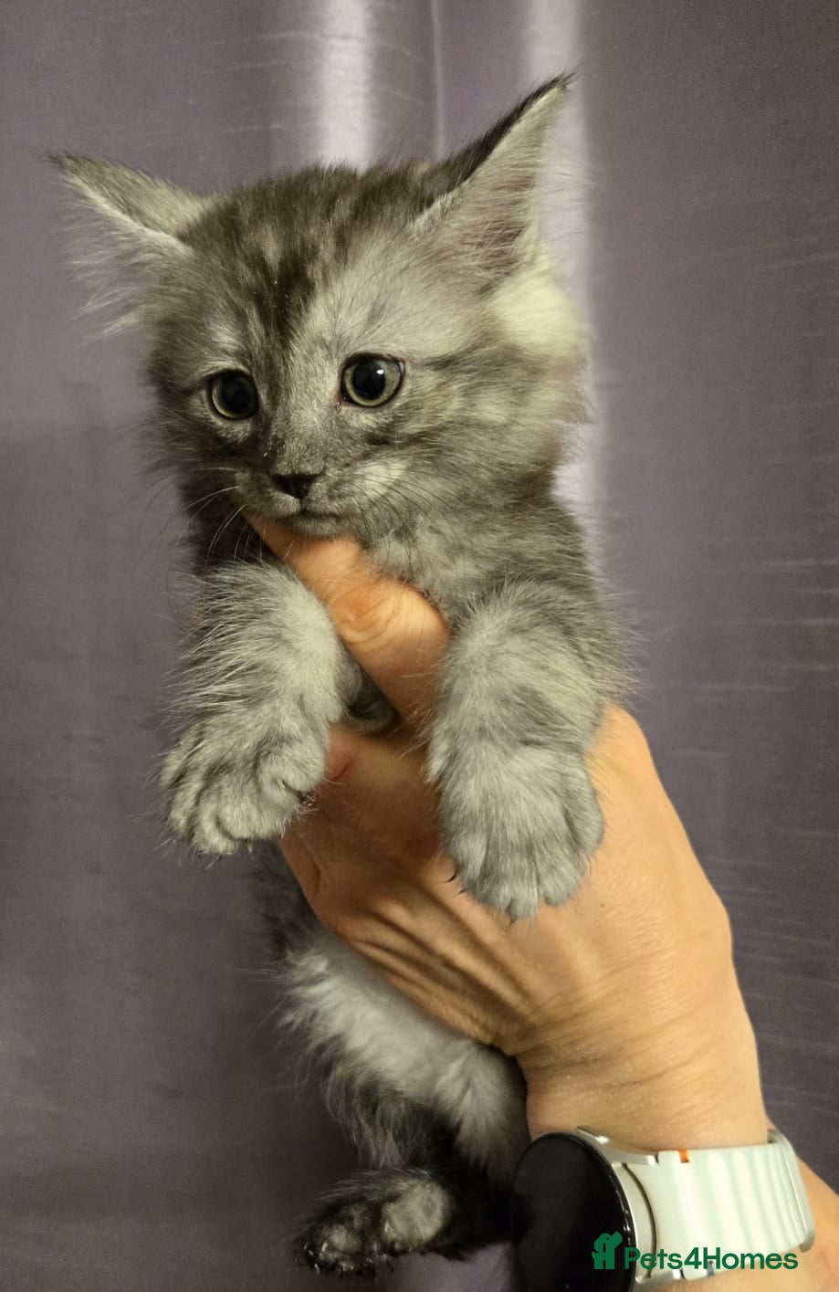 Maine Coon cats Maine Coon X kittens. Absolutely stunning!  - Advert 1