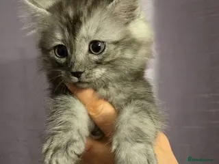Maine Coon cats Maine Coon X kittens. Absolutely stunning! - Advert 8