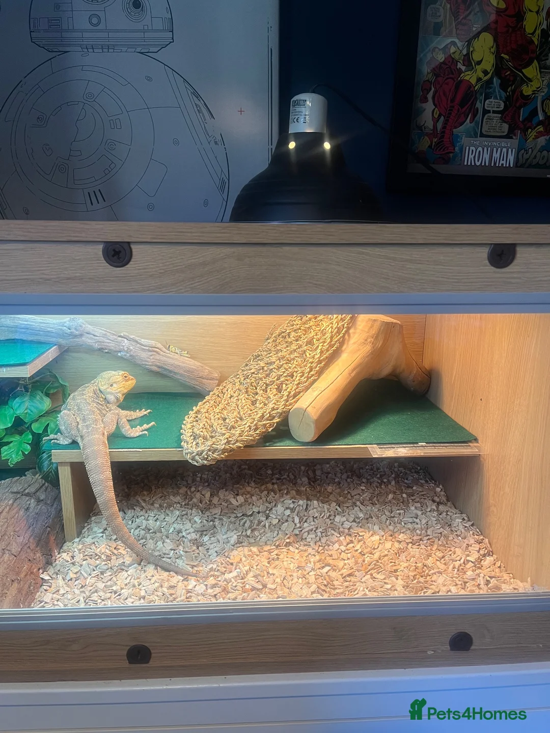 Bearded Dragon reptiles for sale: Bearded Dragon  - Advert 4