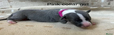 Pink collar girl 