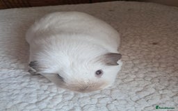 Guinea Pig rodents for sale: BEAUTIFUL PURE CALIFORNIAN GIRLS - Image 4