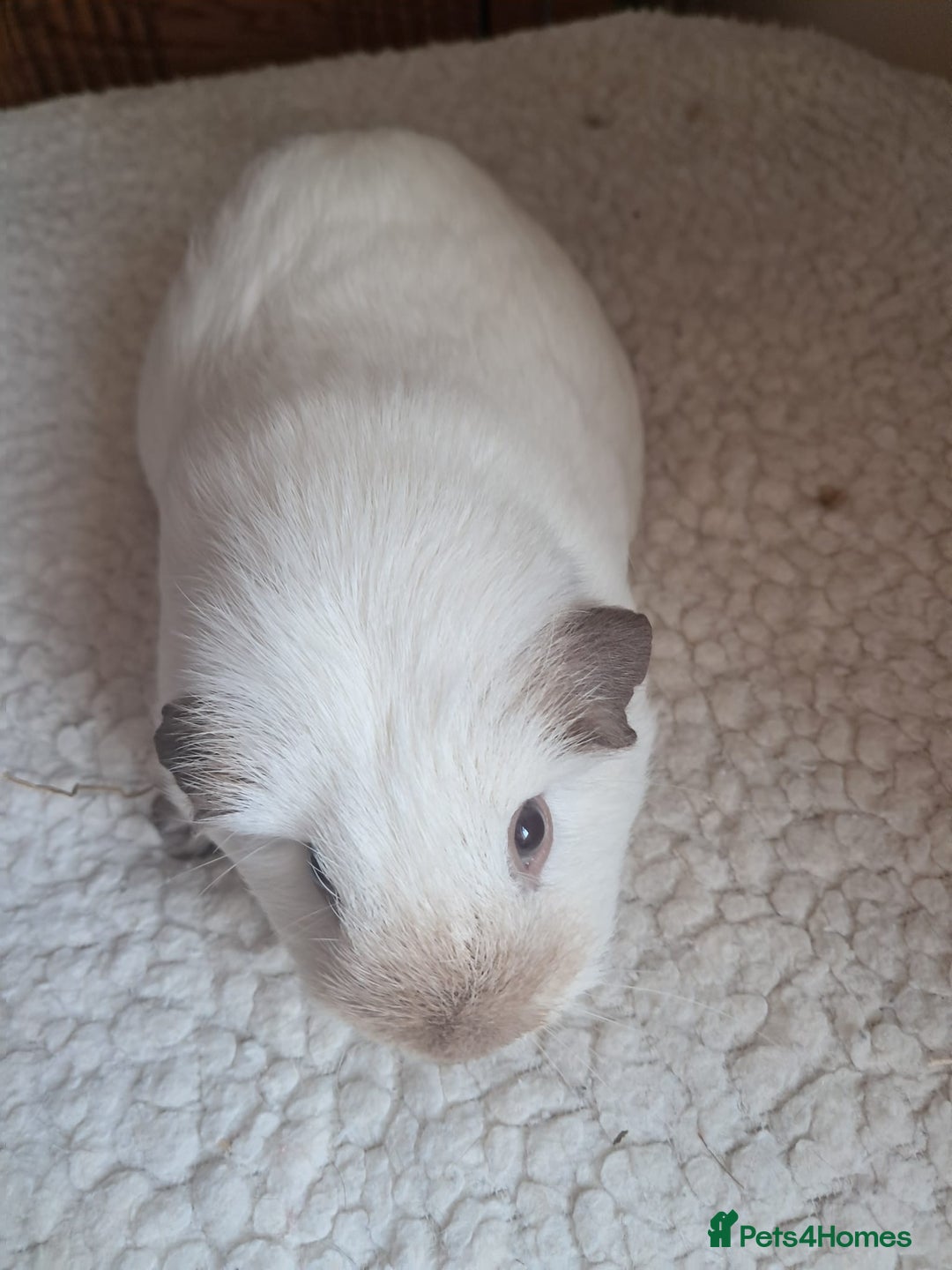 Guinea Pig rodents for sale: BEAUTIFUL PURE CALIFORNIAN GIRLS - Image 4