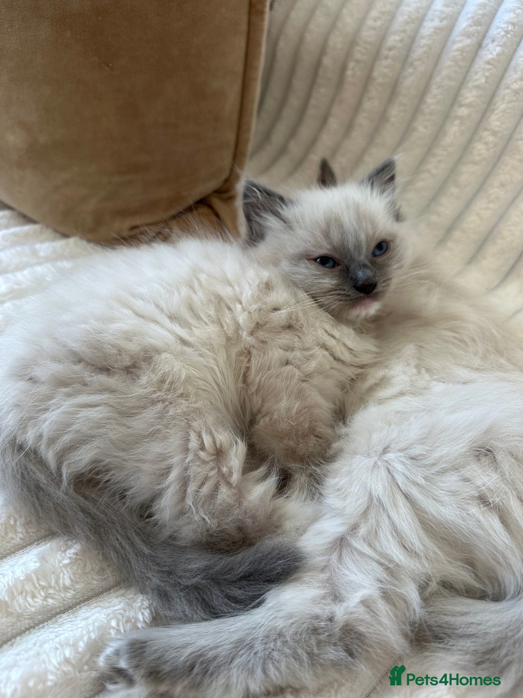 Ragdoll cats for sale: 2 PURE BRED CHAMPION LINE RAGDOLLS READY NOW - Advert 8