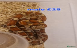 Corn Snake reptiles for sale: Corn snakes from £25, prices in description  - Image 7