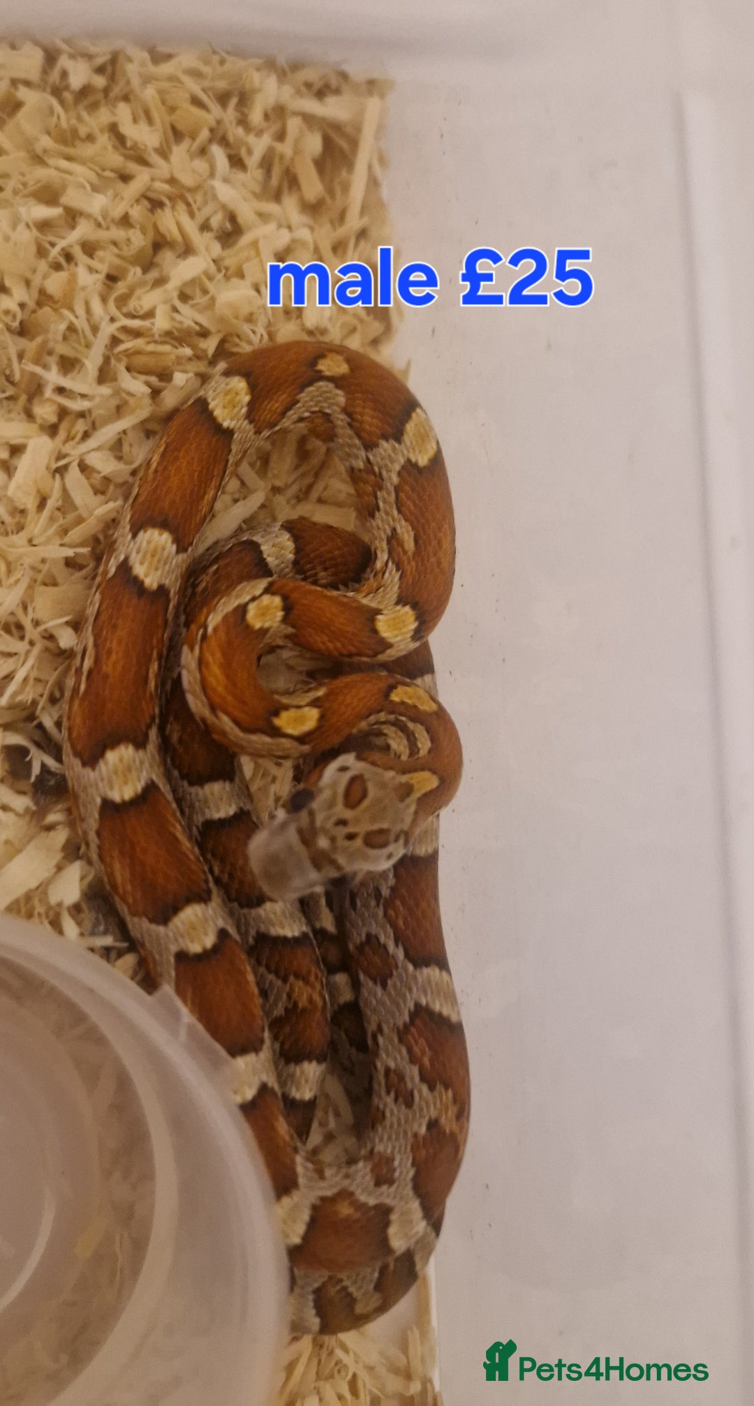 Corn Snake reptiles for sale: Corn snakes from £25, prices in description  - Image 7