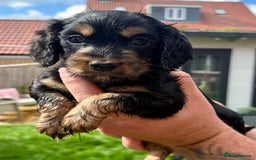 Cocker Spaniel dogs for sale: Cocker Spaniel puppies - Image 2