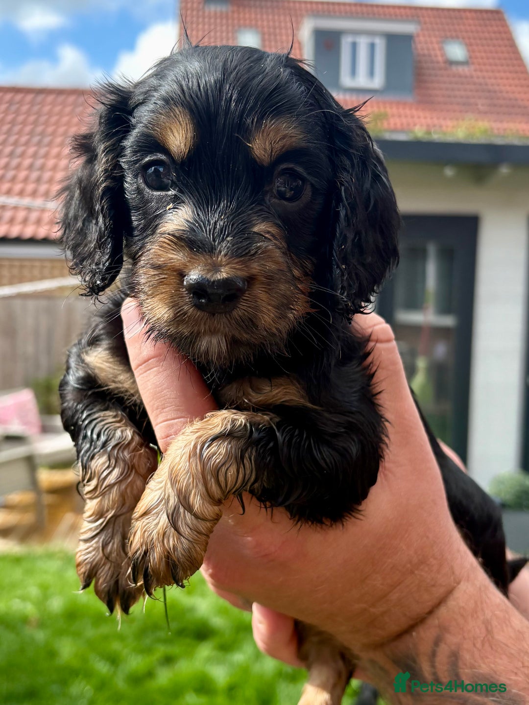 Cocker Spaniel dogs for sale: Cocker Spaniel puppies - Image 2