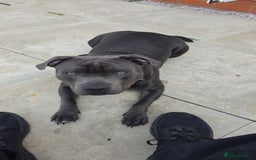 Staffordshire Bull Terrier dogs for sale: 9 month old blue staffy  - Image 8
