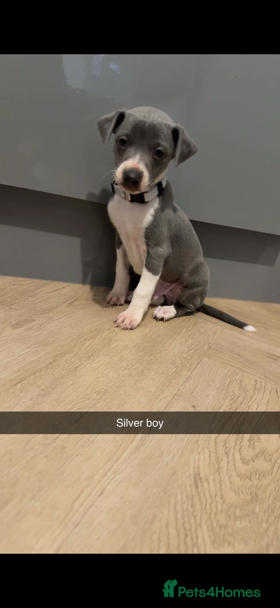 Italian Greyhound dogs for sale: Italian greyhounds ready now  - Advert 4