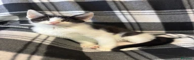 White & Black Male