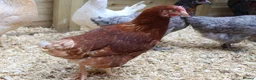 Mixed Breed poultry for sale: Hybrid Pullets Fully Vaccinated. in Skipton - Advert 7