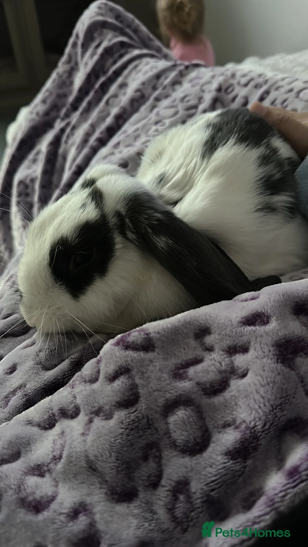 Mini Lop rabbits for sale: FREE Neutered male mini lop - Advert 5