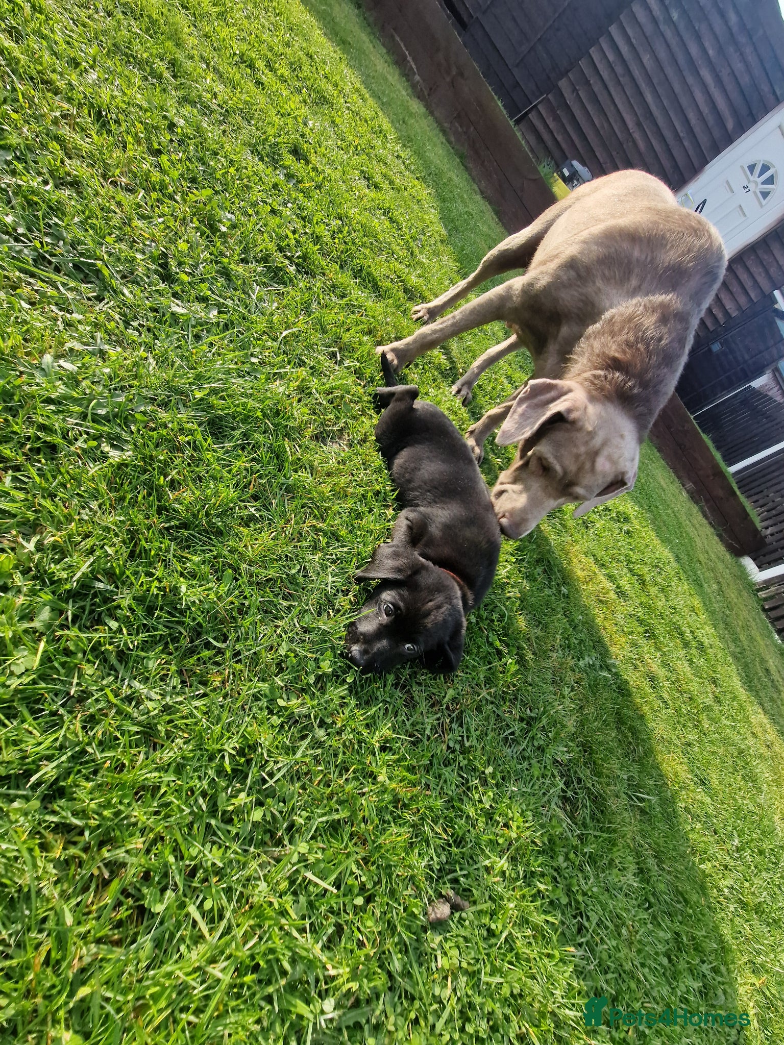 Labrador Retriever dogs LABRADOR PUPPIES 2 AVAILABLE 💙🩵 - Advert 10