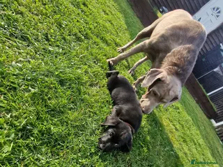 Labrador Retriever dogs LABRADOR PUPPIES 2 AVAILABLE 💙🩵 - Advert 10