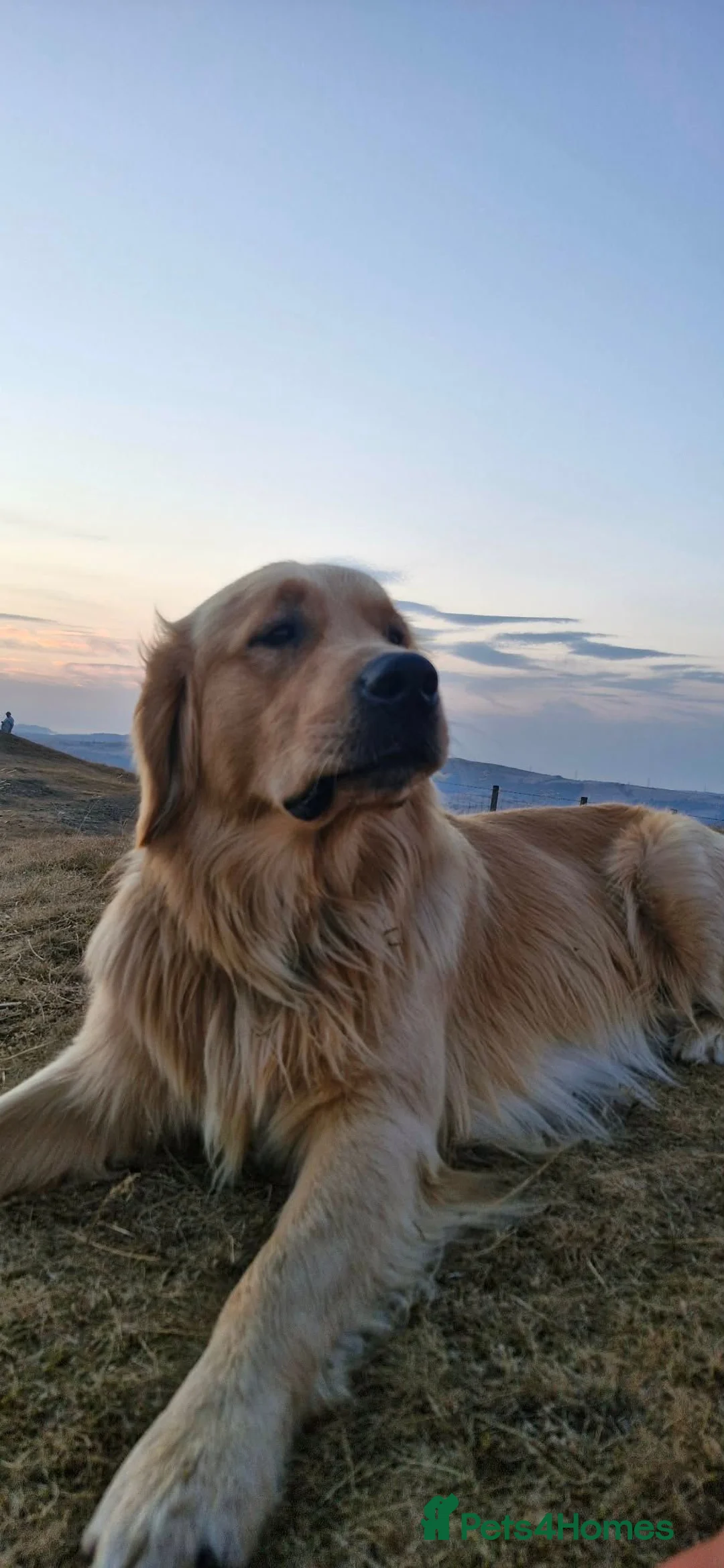 Golden Retriever dogs for stud: Golden Retriever for Stud in Saint Asaph - Advert 2