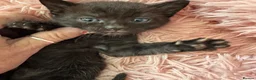 Bengal cats for sale: Really stunning bengal litter  - Advert 6