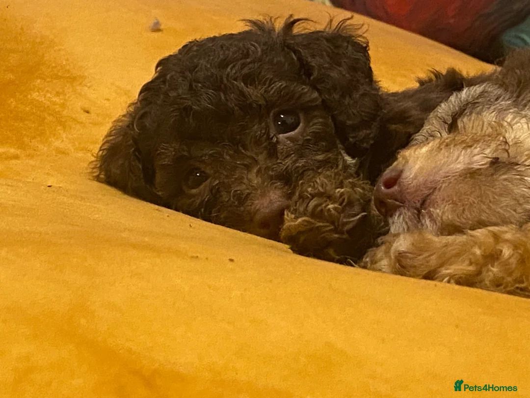 Toy Poodle dogs for sale: Beautiful litter of toy poodles  - Advert 2