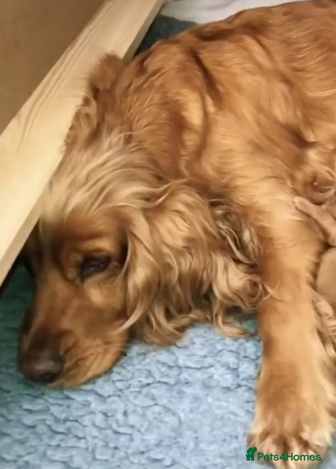 Cocker Spaniel dogs for sale: Cocker spaniel puppys in Portsmouth - Advert 2