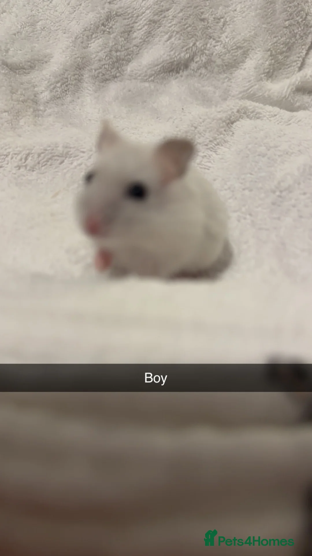 Hamster rodents for sale: Lovely Russian dwarf babies  - Advert 2